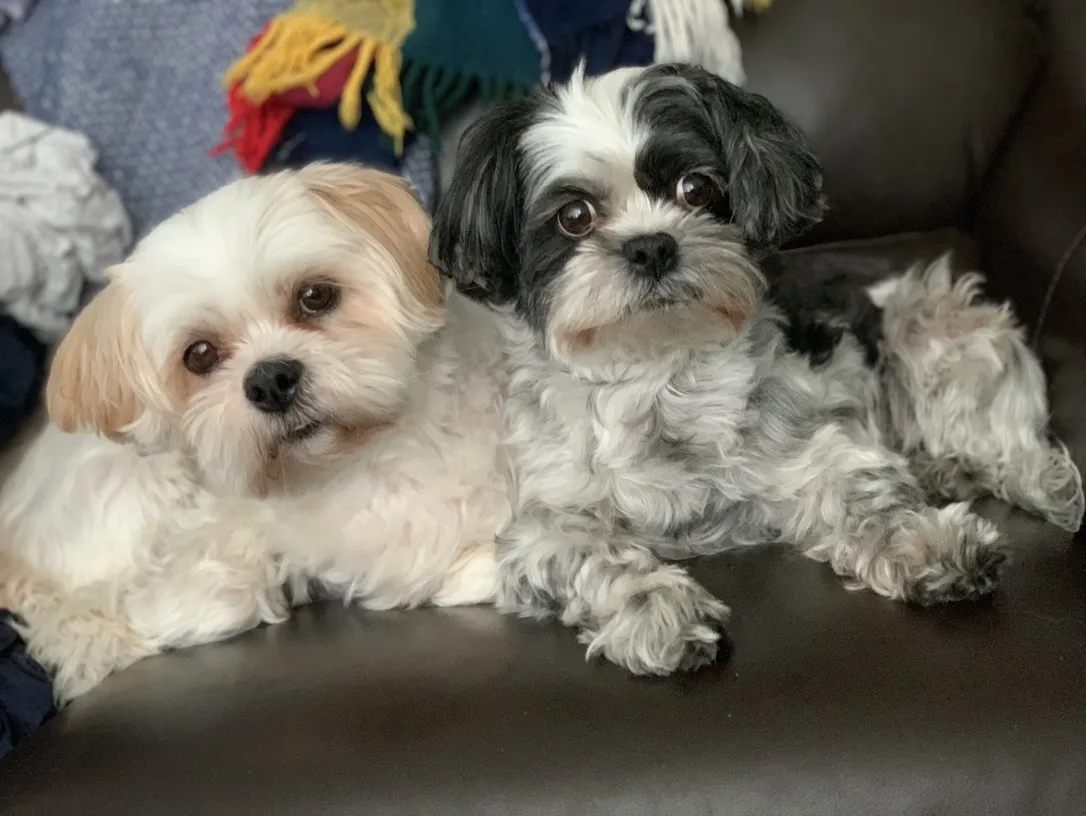 Our Fosters
