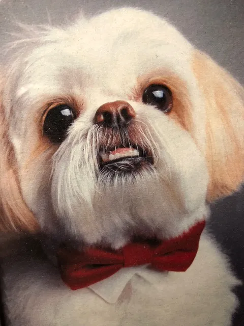 Gizmo
